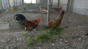 Бентамка петух и курица