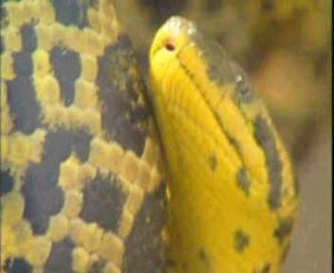 ДВИЖЕНИЕ (один из признаков живого)