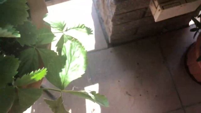 Земляника Александрия из семян - до урожая ,август 2018