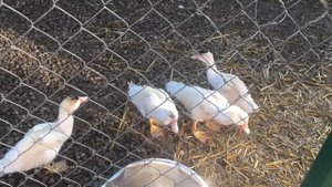 Индийские бегунки начинают нестись !