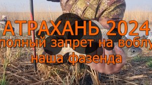 Астрахань 2024, запрет на вылов воблы, турбаза наша фазенда