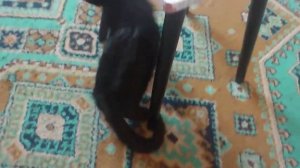 Кошка катается на жопе!!! Смешно)