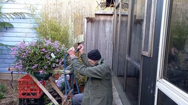 TINY .. bringing my rather large Dendrobium kingianum orchid home ! смотреть онлайн