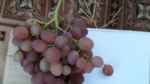 Калининградский виноград. Ливия.