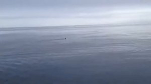 Акула в заливе Петра Великого