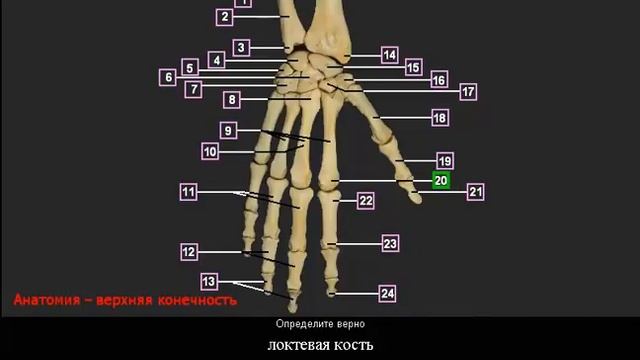 Скелет правого запястья и кисти