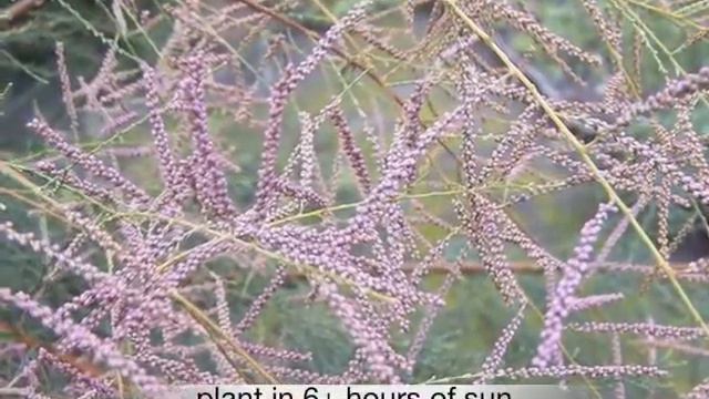 Tamarix ramosissma Tamarisk смотреть онлайн