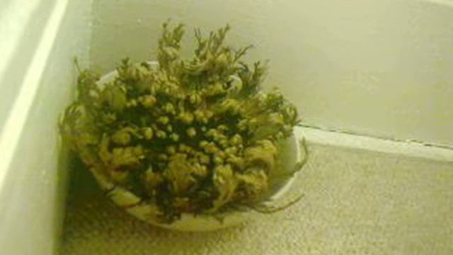 Tiny Plant Does His Thing смотреть онлайн