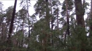 Брянский лес