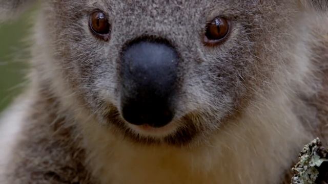 Coala tenta subir no Frank | Perdido na Austrália | Animal Planet Brasil смотреть онлайн