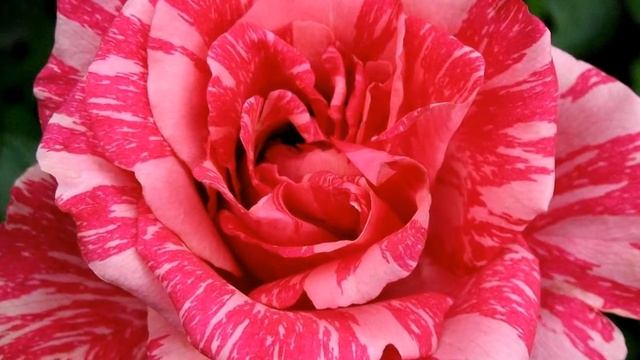 Роза Юбилей Санкт Петербурга 2017 года смотреть онлайн