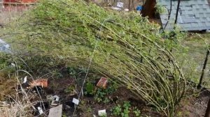 Кованая трех секционная арка , опора под плетистую розу.