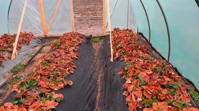 Что лучше, пленка или агроспан. смотреть онлайн