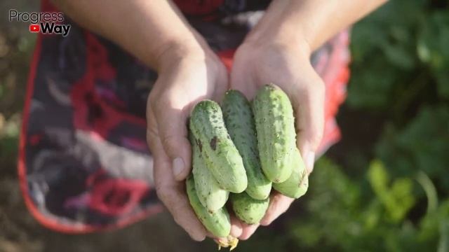 Эти Сорта Огурцов ЗАСЫПЯТ урожаем в 2023 Сажайте эти сорта обязательно смотреть онлайн