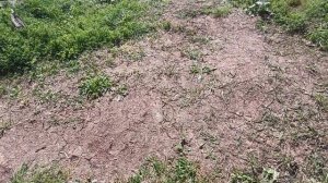 Загон для бройлеров,  Бройлеры на траве