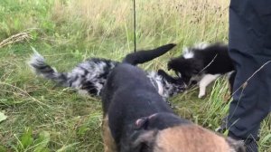 Муди и шелти