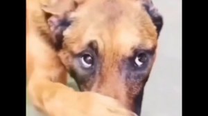 собака закрывает нос мем