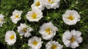 Портулак — цветы садовые, как цветут и как растут