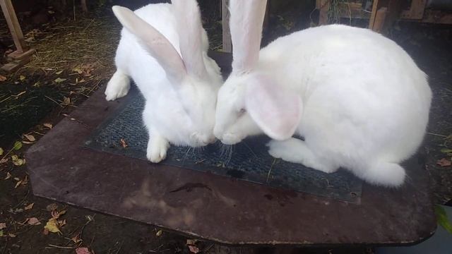 Вес в 6 месяцев белых ризенов смотреть онлайн