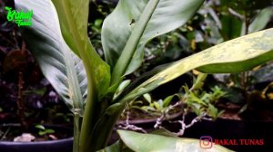 CARA MEMPERBANYAK DAN REPOTTING DIEFFENBACHIA AIR MATA IBU VARIEGATA KUNING