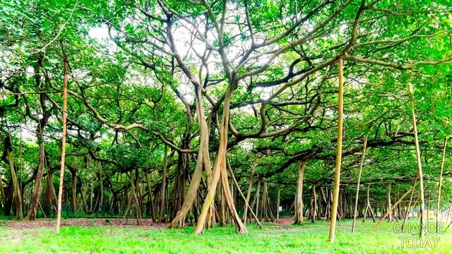 Топ-5 САМЫЕ БОЛЬШИЕ ДЕРЕВЬЯ в мире смотреть онлайн