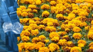 Сентябрь продолжит прохладную эстафету августа.mp4