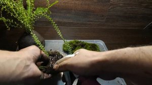 КАК СДЕЛАТЬ КОКЕДАМУ СВОИМИ РУКАМИ. #1. KOKEDAMA DIY