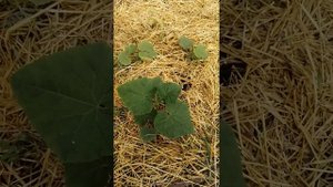 ОГУРЦЫ ТРОНУТСЯ И ЗАЦВЕТУТ-САМОЕ РАСПРОСТРАНЁННОЕ УДОБРЕНИЕ ТОЛЬКО БЕЗ БОРА!