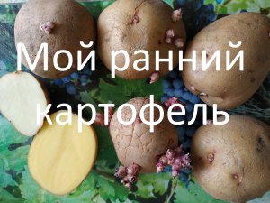 Мой ранний картофель // его характеристики