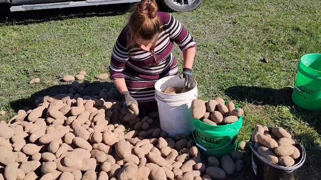 КАК МЫ СОХРАНЯЕМ КАРТОШКУ НА ЗИМУ