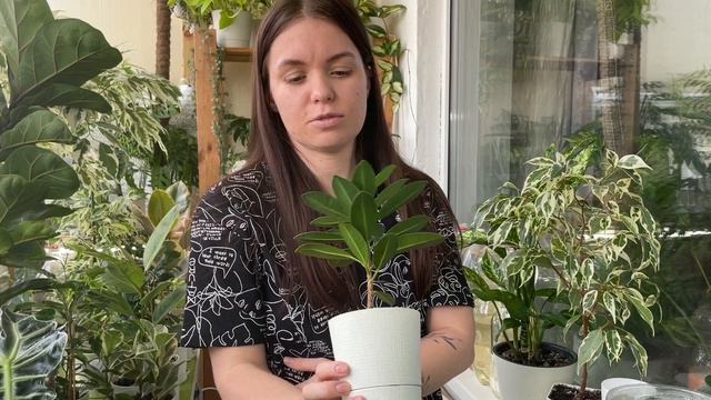 ОБЗОР КОЛЛЕКЦИИ | Фикусы | Февраль 2024 смотреть онлайн