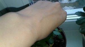 Как заставить каланхоэ ветвиться