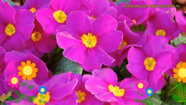 Примула бесстебельная Пионер Виолет. Краткий обзор, описание primula acaulis Pioner Violet смотреть онлайн