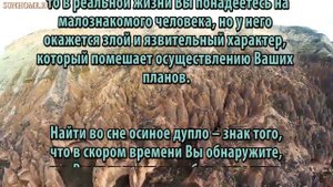 К чему снится Оса сонник, толкование сна