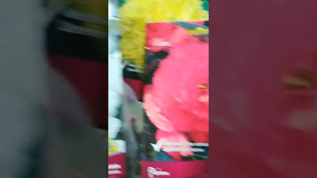 Бегония смотреть онлайн