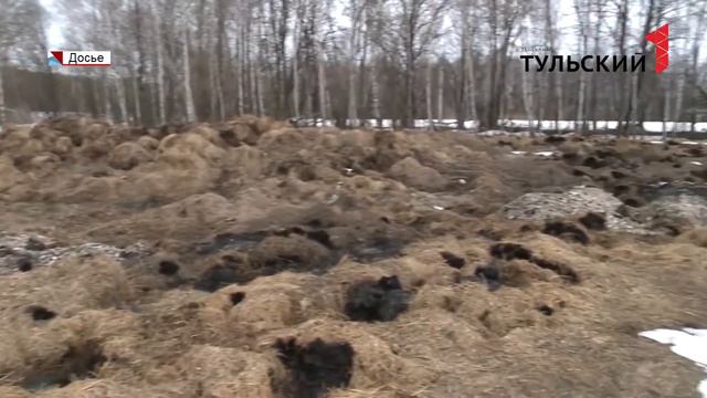 Веневских ловцов бездомных собак обвиняю в жестоком обращении с животными. смотреть онлайн