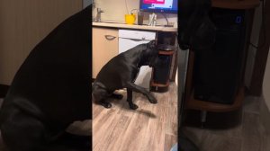 Тесса💕💕💕#canecorso #dog #канекорсоитальяно #шарпей #канекорсо #собака #voronezh