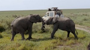 Kenya + Tanzania Safari | 2023