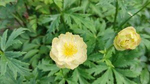 Купальница Чеддар (Trollius Cheddar)