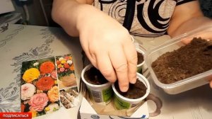 ✅РАНУНКУЛЮС ОБРАБОТКА И ПОСАДКА ЛУКОВИЦ ПОСЛЕ ПОКУПКИ #ранункулюс #экзотика_цветов #сад #дача #цвет