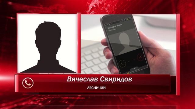 Каменцам предлагают самостоятельно срубить елку к новогодним праздникам. Панорама 8 декабря 2023