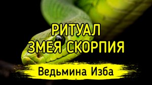 ЗМЕЯ СКОРПИЯ. ДЛЯ ВСЕХ. ВЕДЬМИНА ИЗБА ▶️ ИНГА ХОСРОЕВА