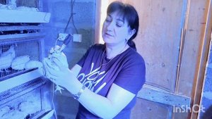 Феникс золотой.  Плюсы породы Феникс. Птенцы Феникса вес в 12 дней