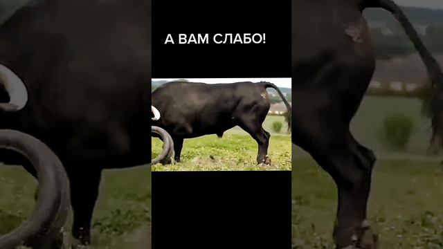 юмор позитив приколы