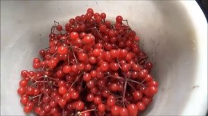 Ягода Калина.Заготавливаем.Полезные свойства.