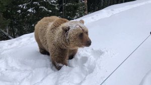 Встретили Медведя