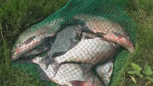 Еще Секрет Каши на ТРОФЕЙНОГО ЛЕЩА! Рыбалка на ДОНКИ с Короткими поводками Ловля ЛЕЩА!