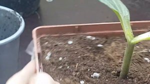 Прививка арбуза на лагенарию. Результат прививки.