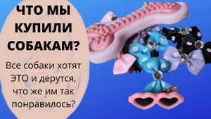 Что мы купили для собак? Игрушки для собак и покупки из зоомагазина.