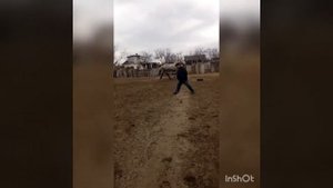 Цыганские Лошади